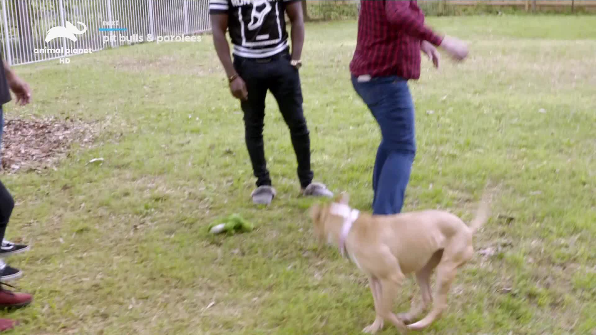 NO ANIMAL PLANET HD [MULTI SUB] - NORWAY